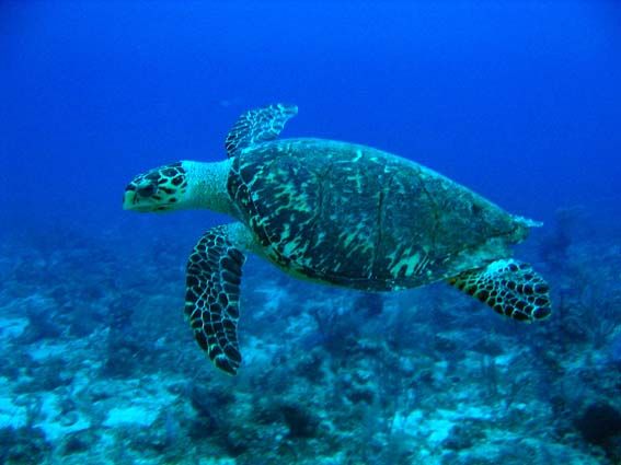 Voyage sur-mesure, Escapade à Lombok