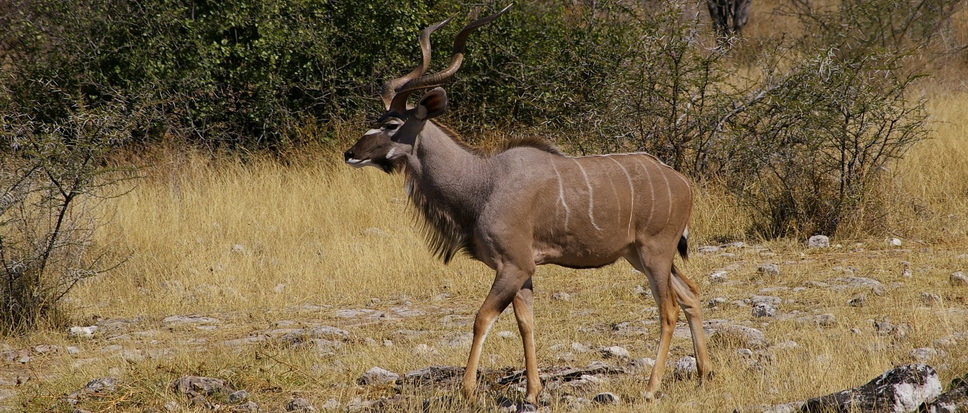 Voyage sur-mesure, Safari en Namibie : du sanctuaire d’Etosha au désert du Namib