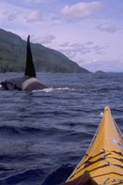 Voyage sur-mesure, Observation des orques en kayak de mer