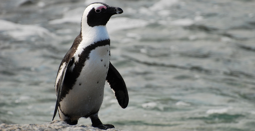 Voyage sur-mesure, L'Afrique du Sud sans traitement: Paysages et animaux sauvages