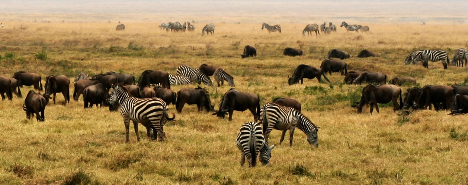 Voyage sur-mesure, Tanzanie : Safari et Rencontres authentiques avec les tribus
