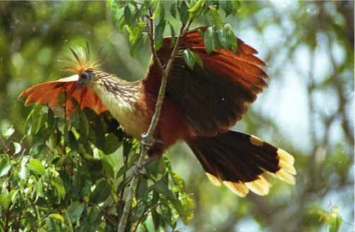Voyage sur-mesure, Exploration de la biodiversité amazonienne