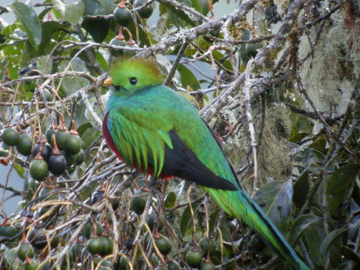 Voyage sur-mesure, Voyage en famille au Costa Rica : observations animalières, jeux d'eau, balades en forêt...