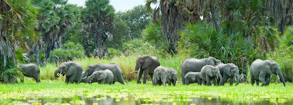 L'essentiel des Parcs de Tanzanie du Sud