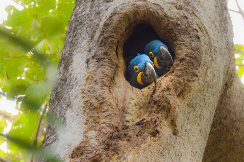 Voyage sur-mesure, Ecosystème du Pantanal