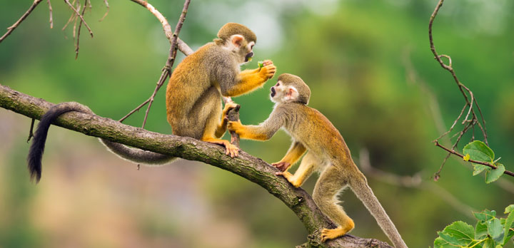 Voyage sur-mesure, Le Brésil en famille Grandeur Nature