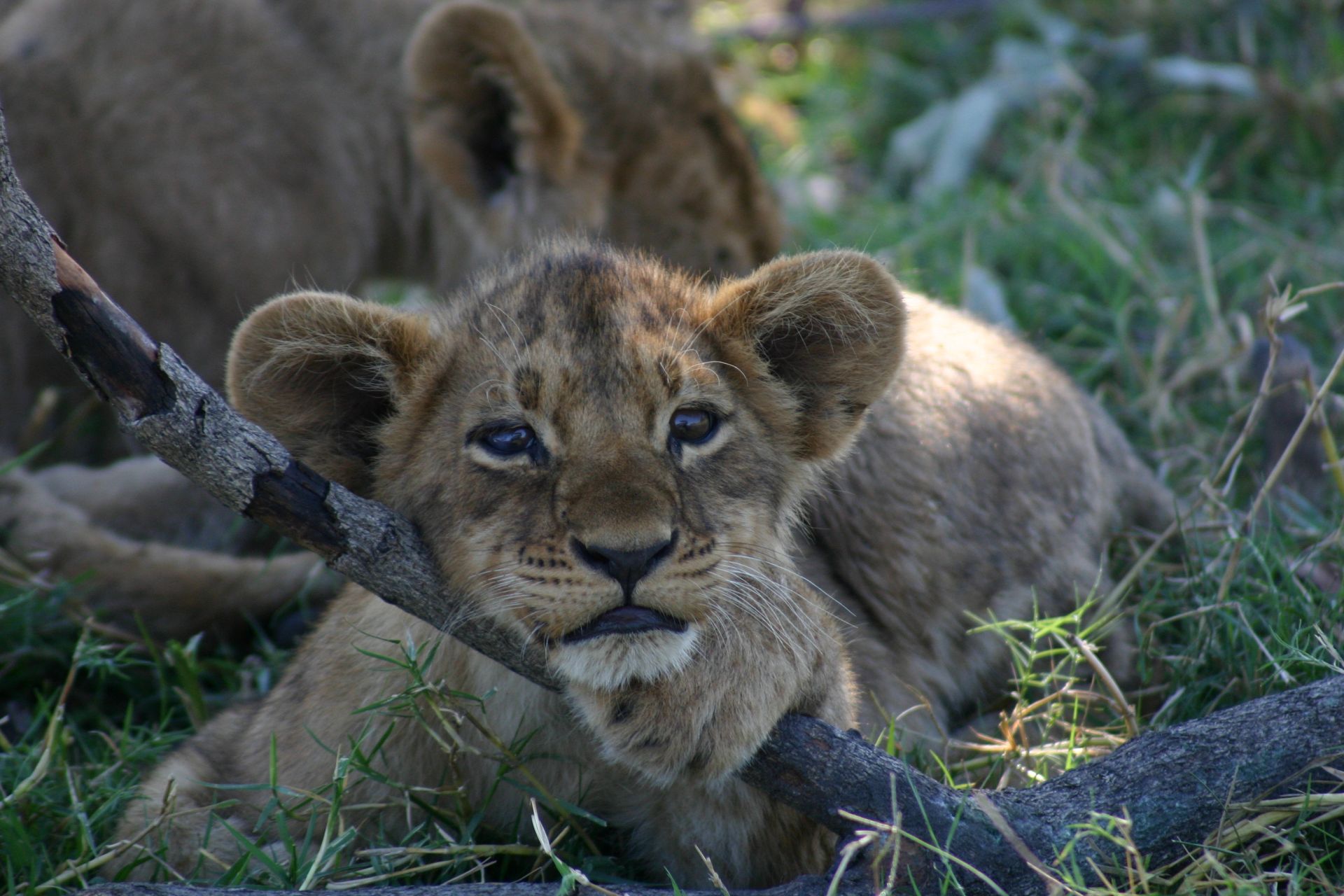 Voyage sur-mesure, Safari en famille au Botswana et aux chutes Victoria