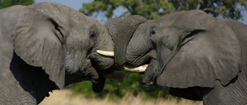 Voyage sur-mesure, Safari camping authentique au Botswana en français