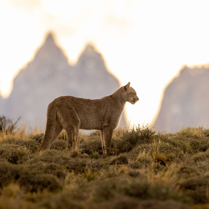 Voyage sur-mesure, Voyage en Patagonie Argentine & Chili