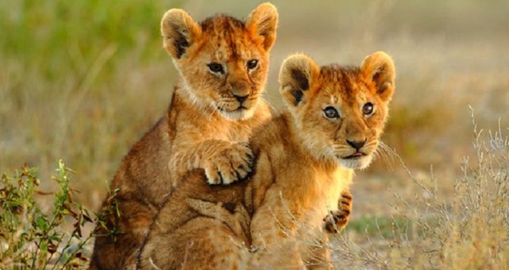Voyage sur-mesure, Des grands parcs du Kenya vers l'Océan indien