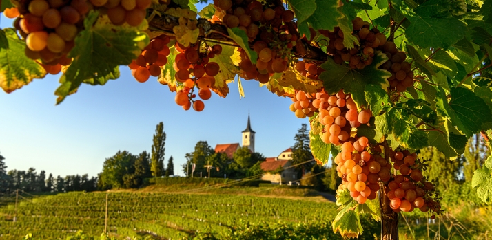 Voyage sur-mesure, Sur la route des villes médiévales, vignes et thermes slovènes
