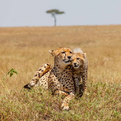 Des grands parcs du Kenya vers l'Océan indien