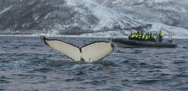 Voyage sur-mesure, Voyage famille avec observation de baleines en Norvège
