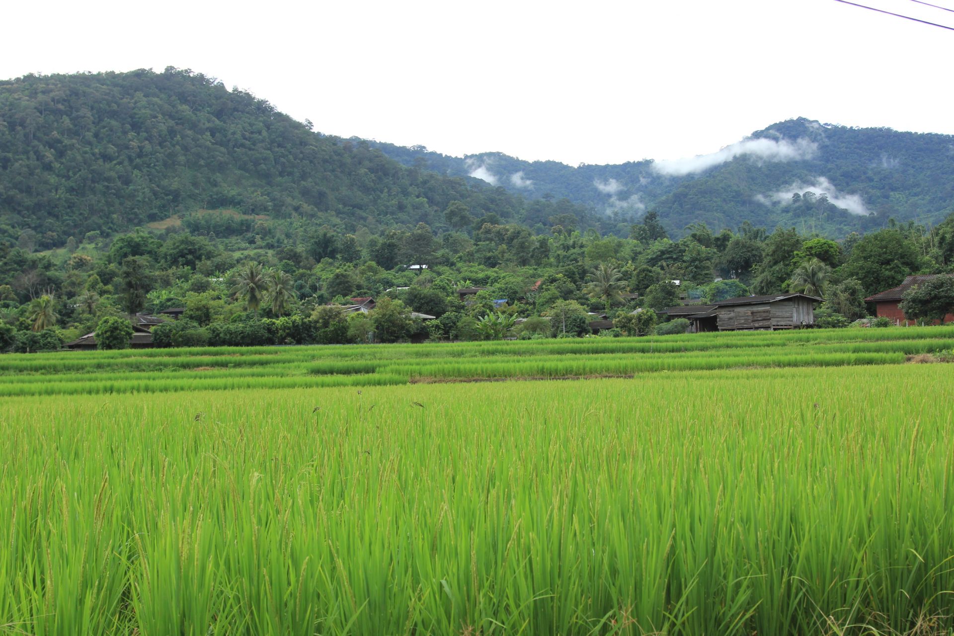 Voyage sur-mesure, Circuit dans le Nord de la Thaïlande