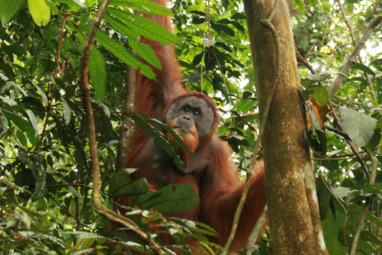 Voyage sur-mesure, Sumatra : nature et culture