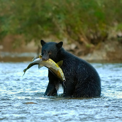 Voyage sur-mesure, En famille des chutes du Niagara au Lac Saint Jean