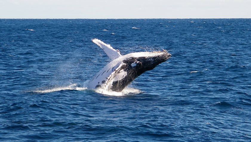 Voyage sur-mesure, Voyage famille en Australie de Kangaroo Island à la Grande Barrière de Corail