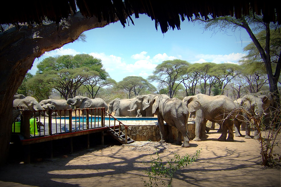 Voyage sur-mesure, Tanzanie du Sud et Zanzibar