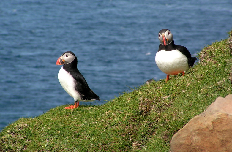 Voyage sur-mesure, Découverte des Îles Féroé en voiture, rencontres et biodiversité!