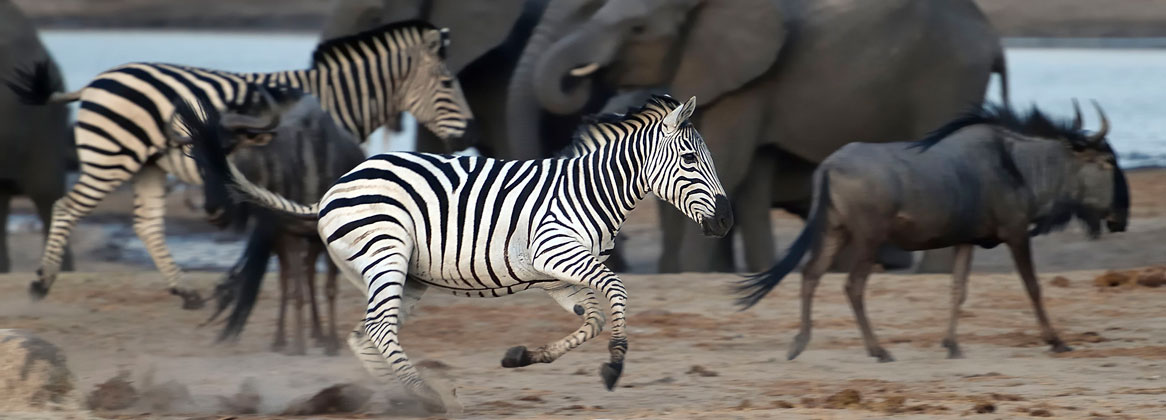 Voyage sur-mesure, Visite des Chutes Victoria et safari dans le parc Hwange