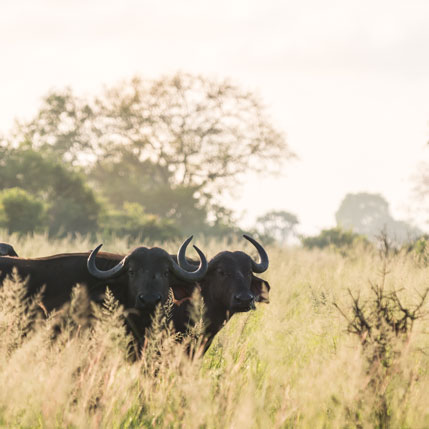 Voyage sur-mesure, Séjour à Saadani entre safari et plage