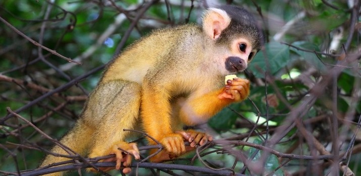 Voyage sur-mesure, Découverte de la Bolivie : Andes, Altiplano et Amazonie