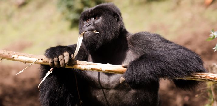 Voyage sur-mesure, Voyage combiné Rwanda et Ouganda
