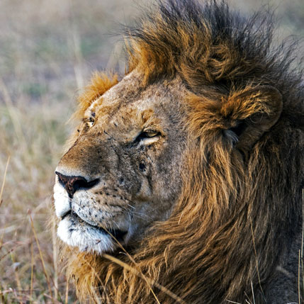 Voyage sur-mesure, Safari en famille dans les parcs de Tanzanie