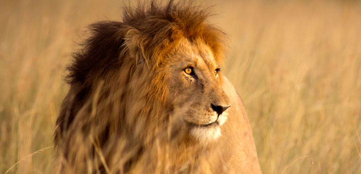 Voyage sur-mesure, Le Kenya authentique