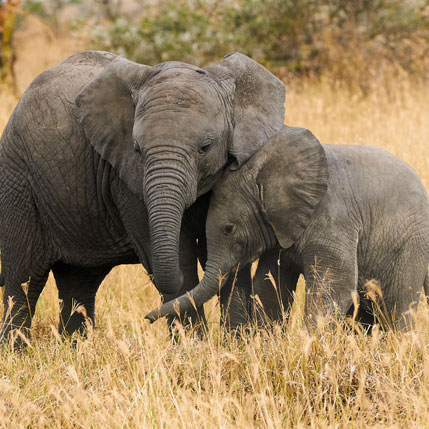 Voyage sur-mesure, L'essentiel des Parcs de Tanzanie du Sud