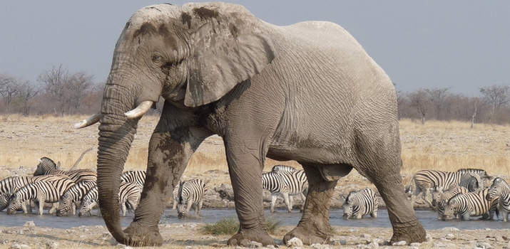 Voyage sur-mesure, Voyage du désert du Namib aux Chutes Victoria