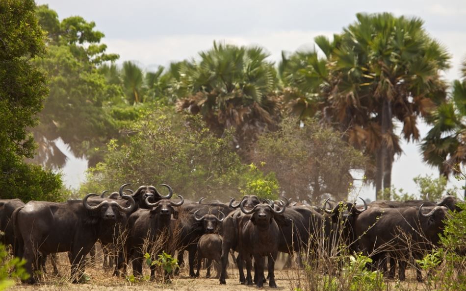 Voyage sur-mesure, Safari Tanzanie en avion & Rencontre avec des chimpanzés