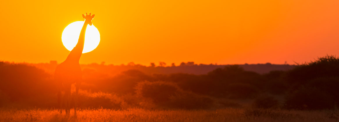 Safari au Botswana et séjour aux chutes Victoria