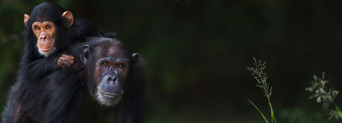 Safari Tanzanie en avion & Rencontre avec des chimpanzés