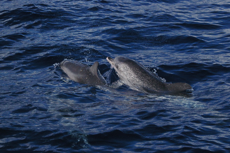 Voyage sur-mesure, Observation Baleines et dauphins