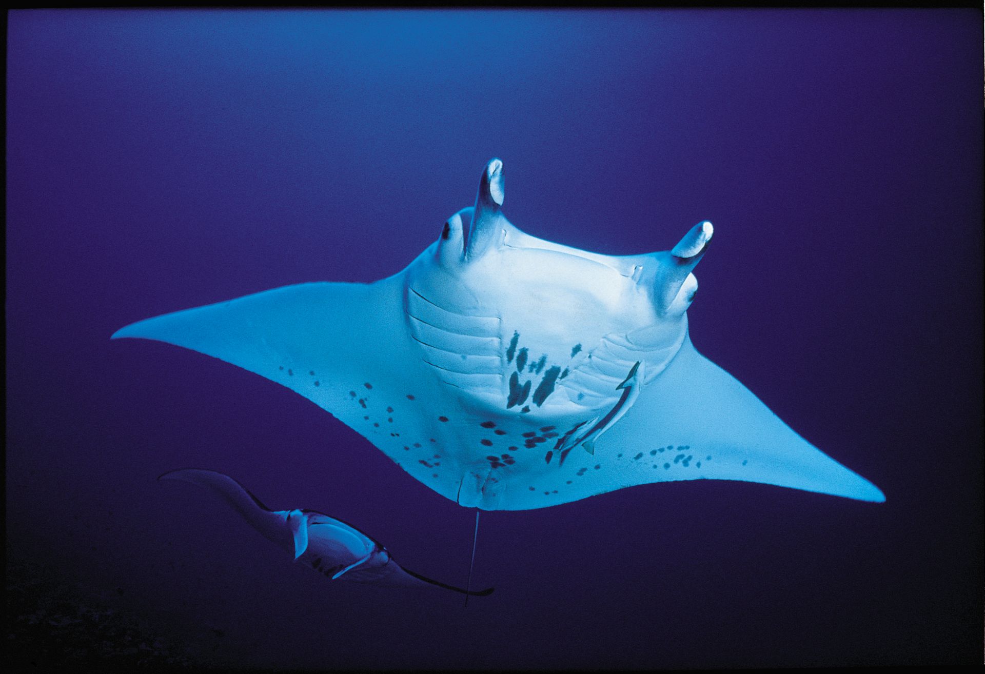 Voyage sur-mesure, Snorkeling avec les raies mantas à Tikehau