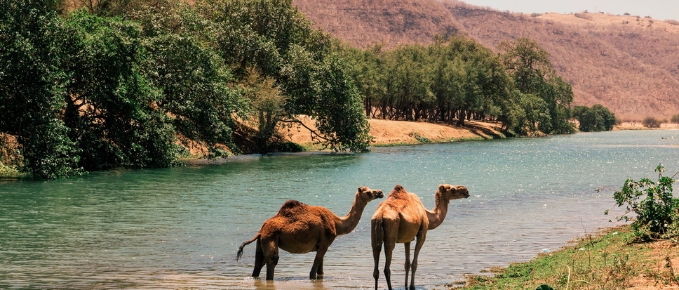 Voyage sur-mesure, Sur la route de l'Encens de Mascate à Salalah
