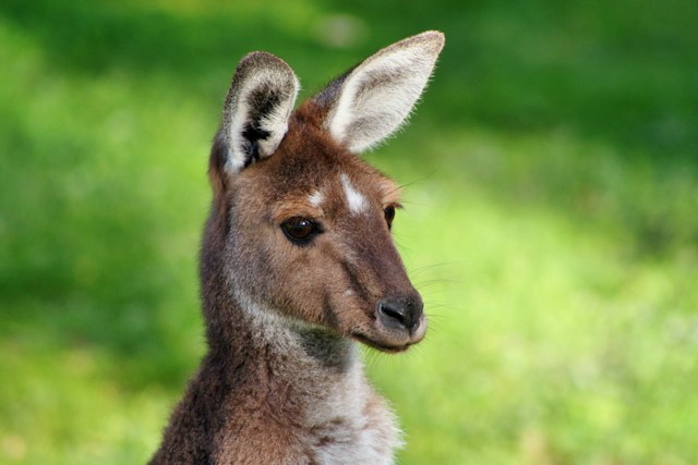 Voyage sur-mesure, La Côte Est de l'Australie en Camping car de Sydney à Cairns en famille