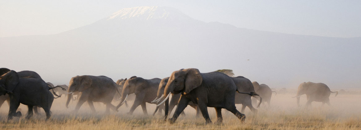 Safari en famille au Kenya