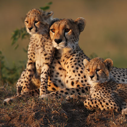 Voyage sur-mesure, Safari express Tanzanie et plage à Zanzibar