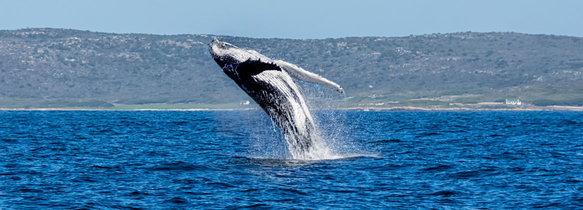 Observation respectueuse des baleines en Afrique du Sud
