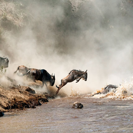 Voyage sur-mesure, Safari Grande Migration en Tanzanie et Zanzibar