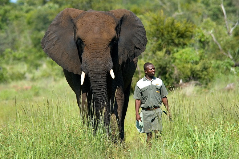 Voyage sur-mesure, Découverte et Séjour aux Chutes Victoria et safari à Chobe