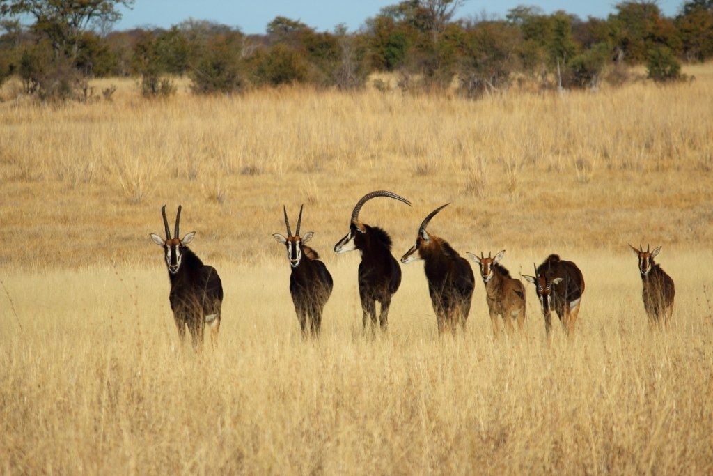 Voyage sur-mesure, Visite des Chutes Victoria et safari dans le parc Hwange