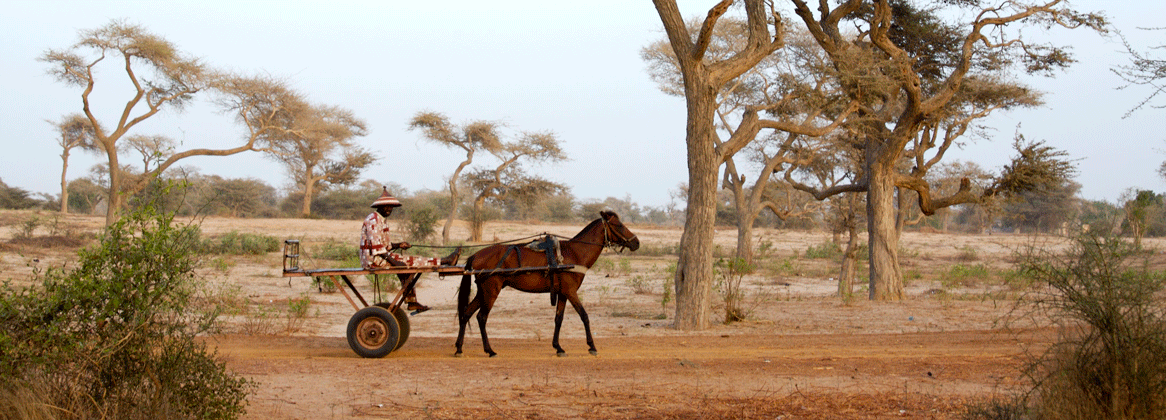L'essentiel du Sénégal et la Gambie en deux semaines