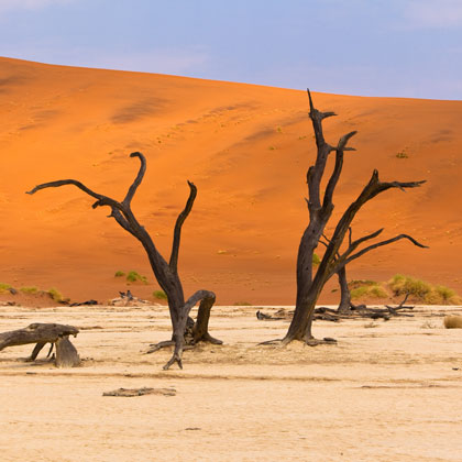 Safari en Namibie : du sanctuaire d’Etosha au désert du Namib