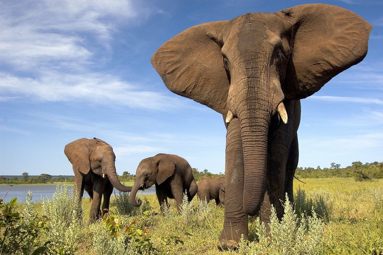 Voyage sur-mesure, Autotour Botswana : des Chutes Victoria au Delta de l'Okavango