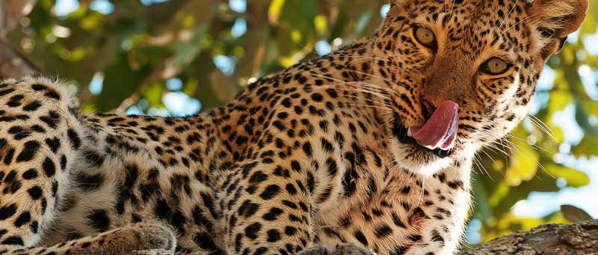Voyage sur-mesure, Voyage de noces safari en Tanzanie