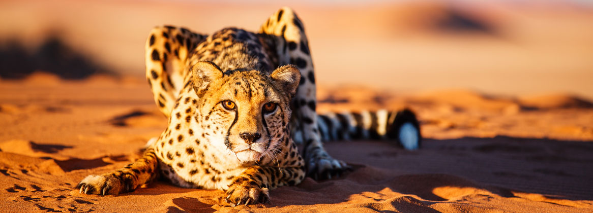 Safari en Namibie : du sanctuaire d’Etosha au désert du Namib