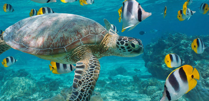 Voyage sur-mesure, Voyage de noces Sri Lanka-Maldives